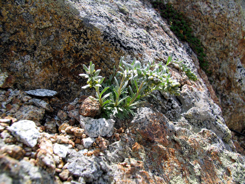 Artemisia genipi Weber / Genip maschio